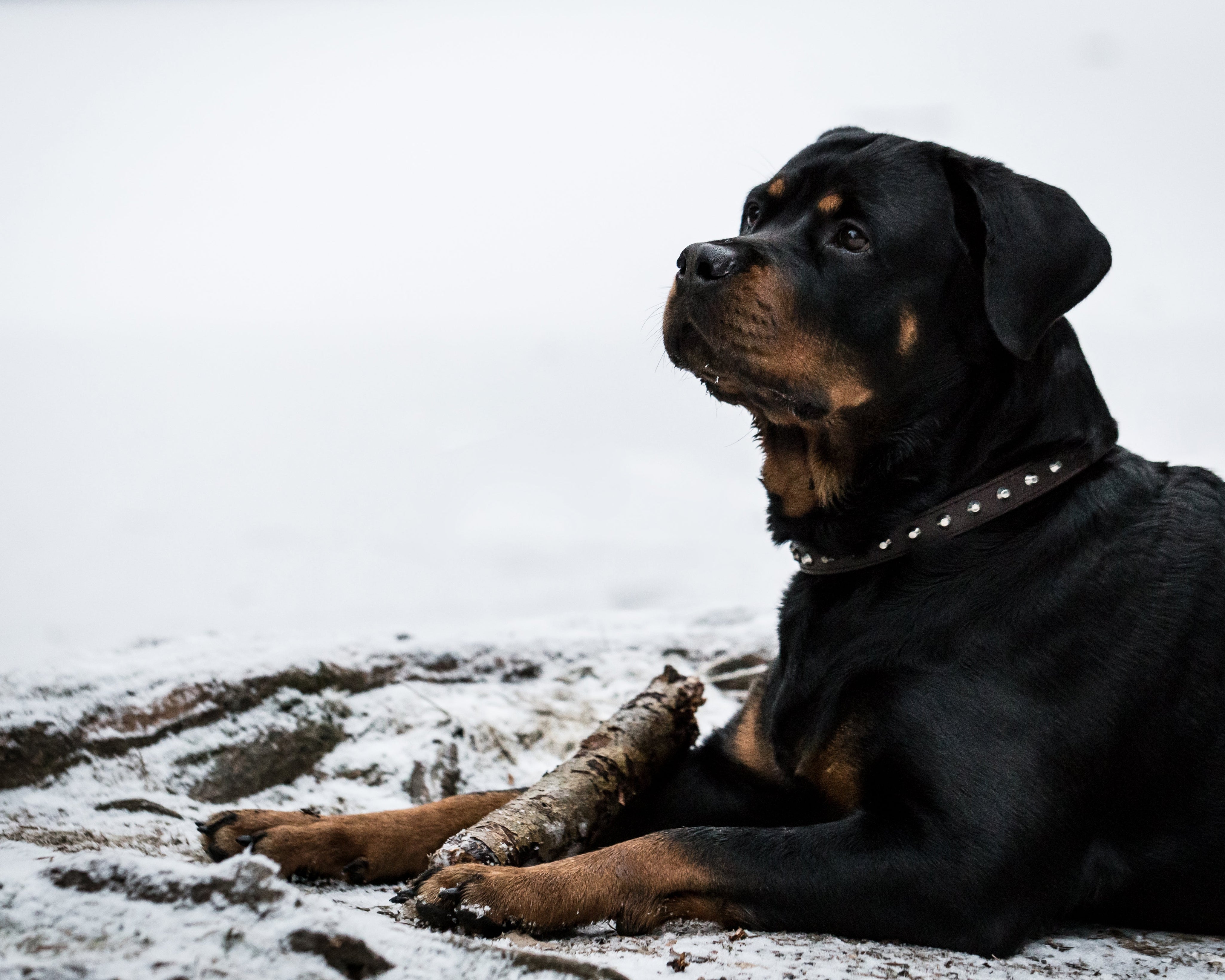 Tarvitseeko tassuvahaa käyttää, jos koira nauttii rasvoja ravinnosta?