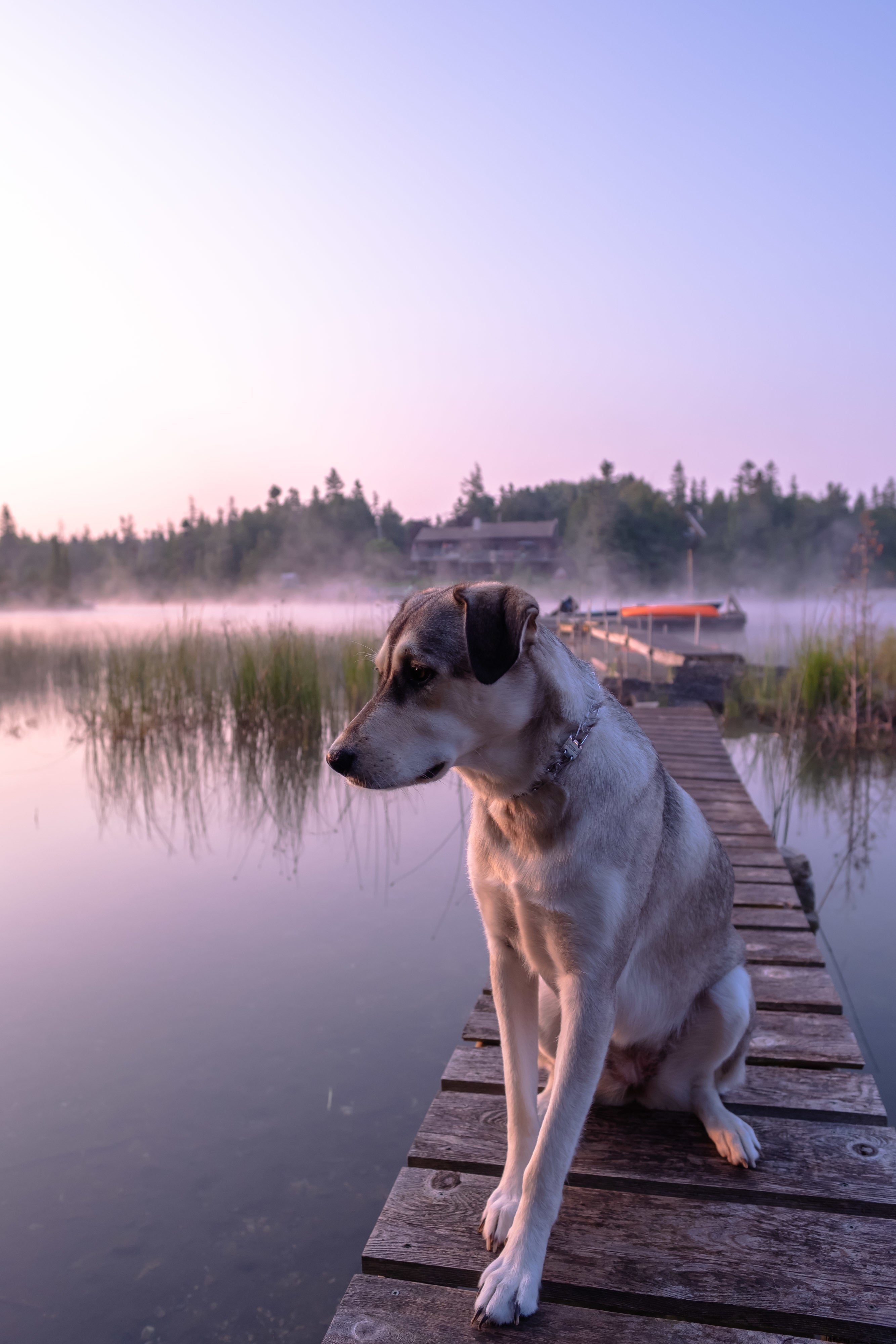 pup-on-a-dock.jpg